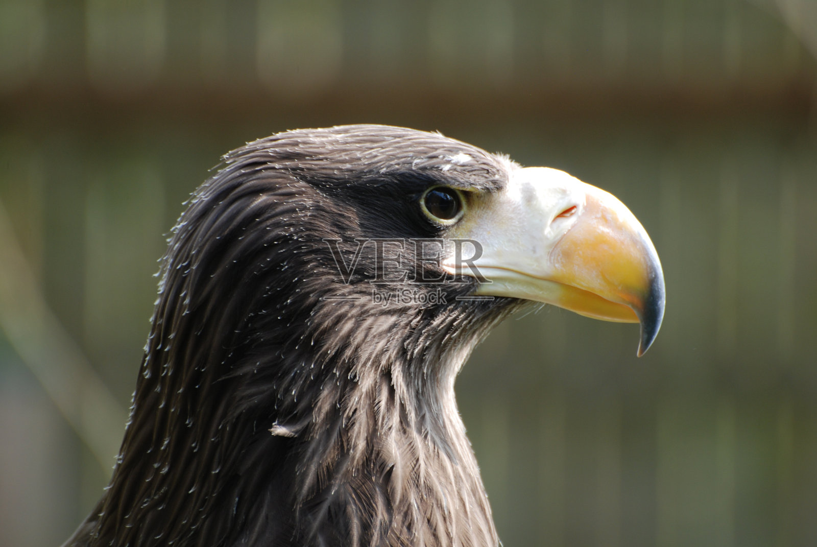 猛禽侧面图照片摄影图片