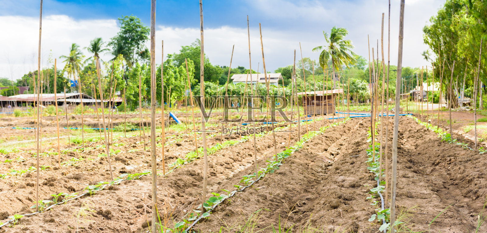 黄瓜田间生长采用滴灌系统。照片摄影图片