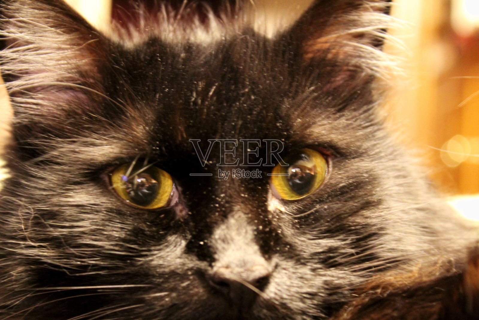 猫的特写肖像照片摄影图片