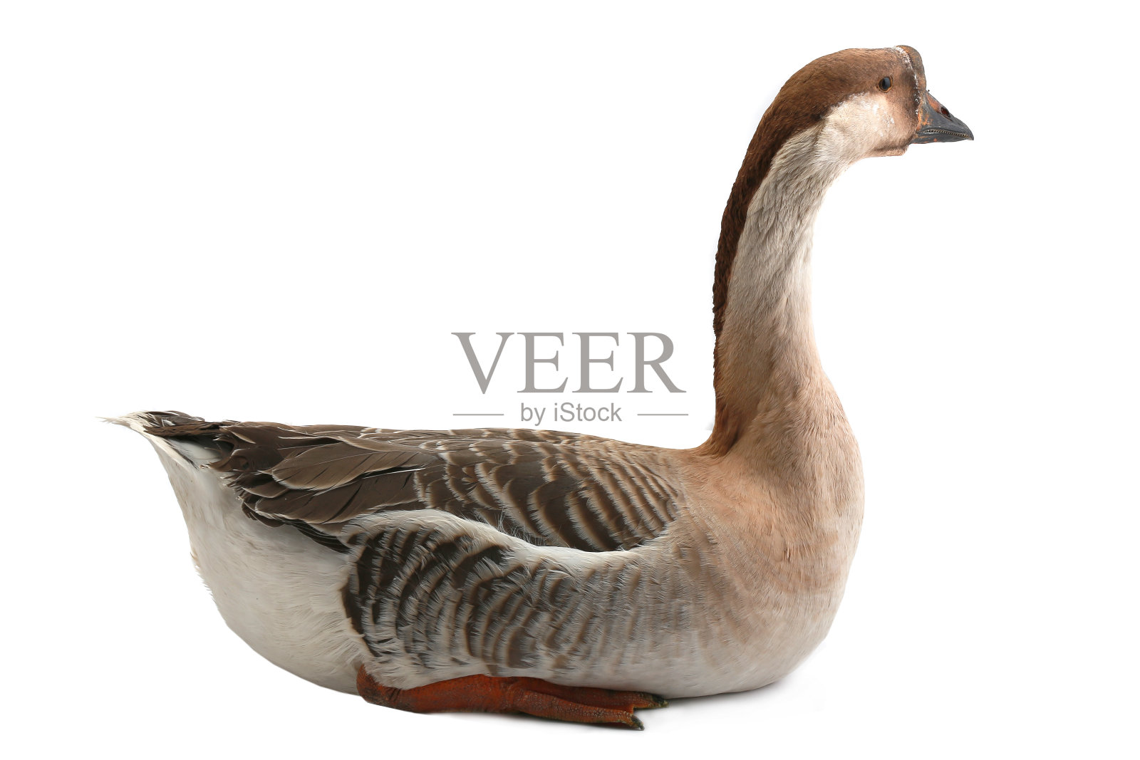 鹅照片摄影图片