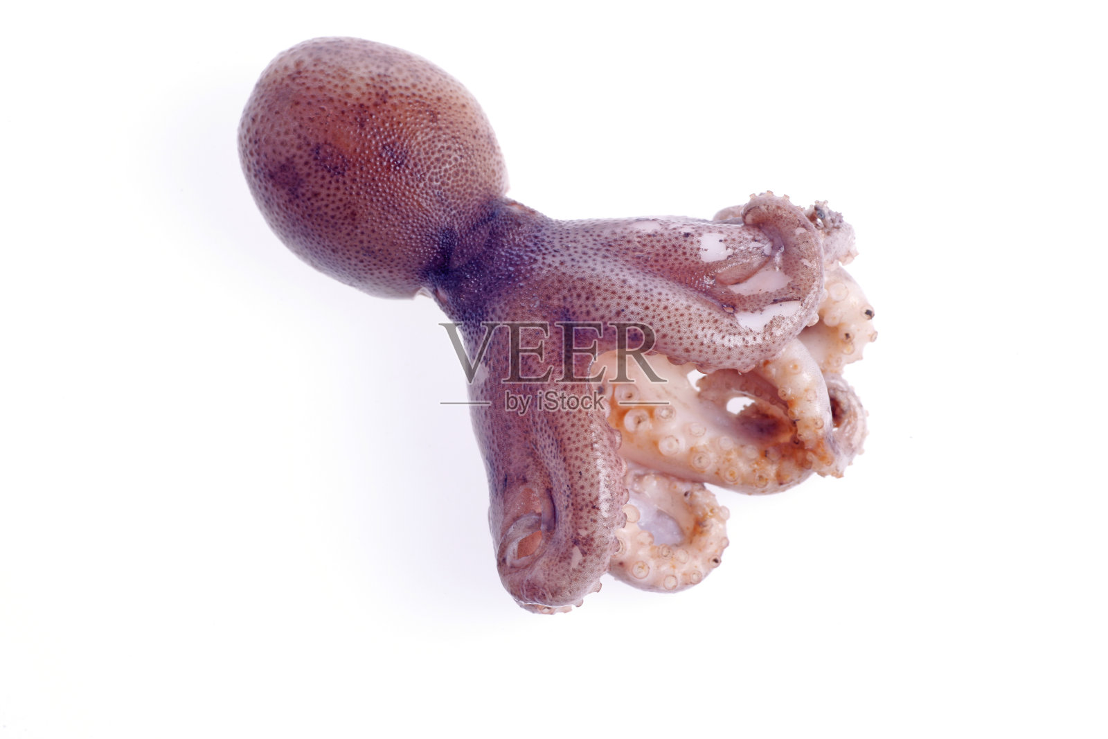 章鱼照片摄影图片