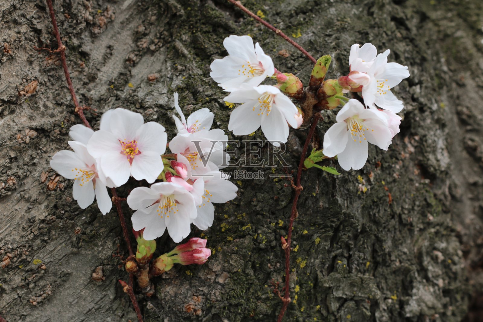 樱花照片摄影图片