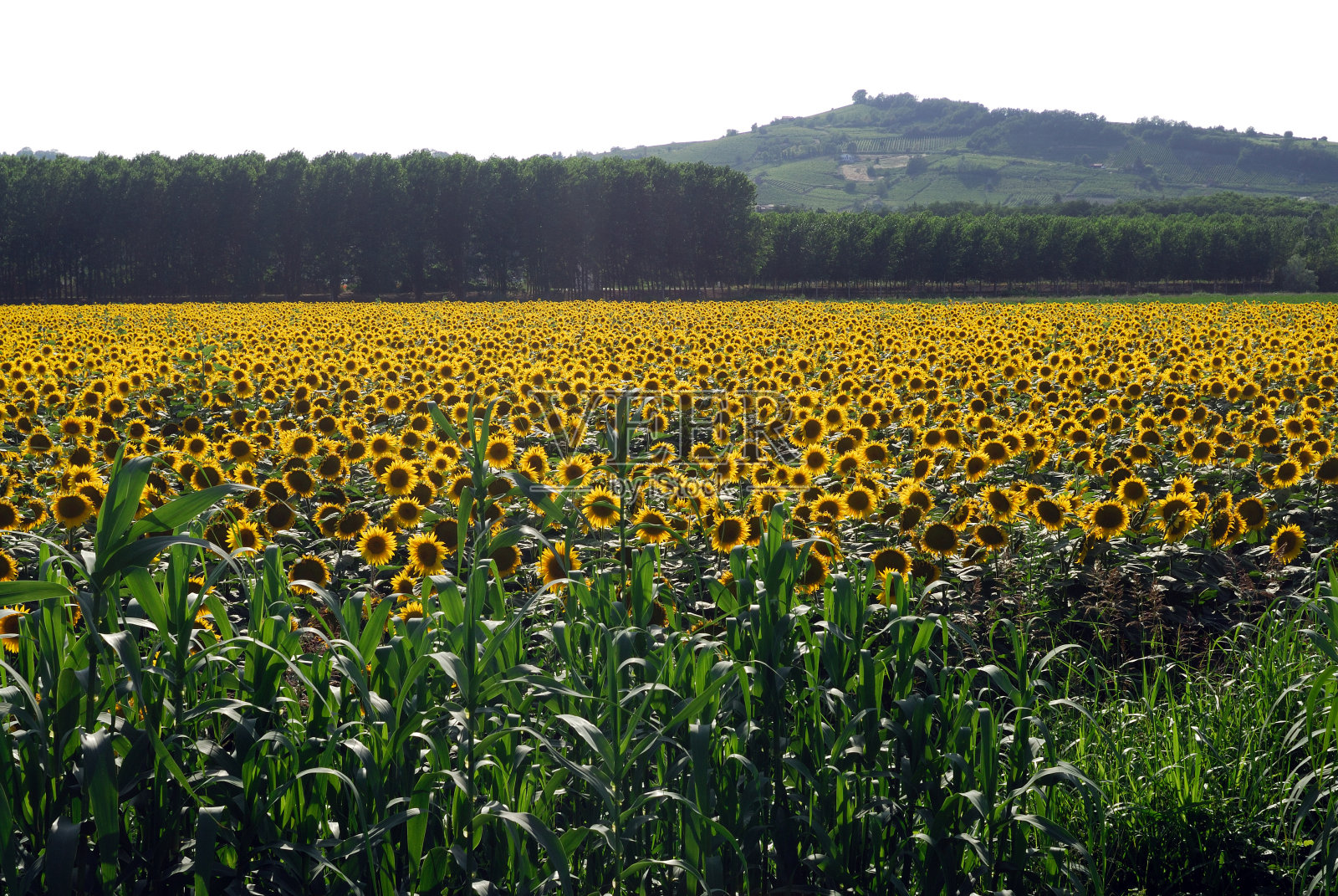 皮埃蒙特(意大利)的向日葵照片摄影图片
