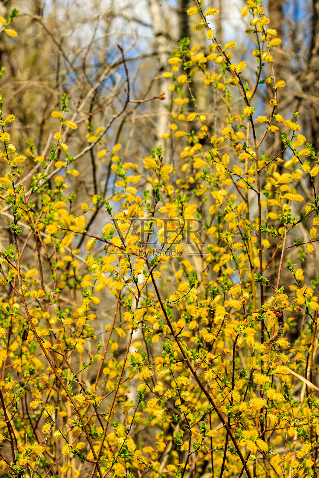 俄罗斯春天的柳枝照片摄影图片