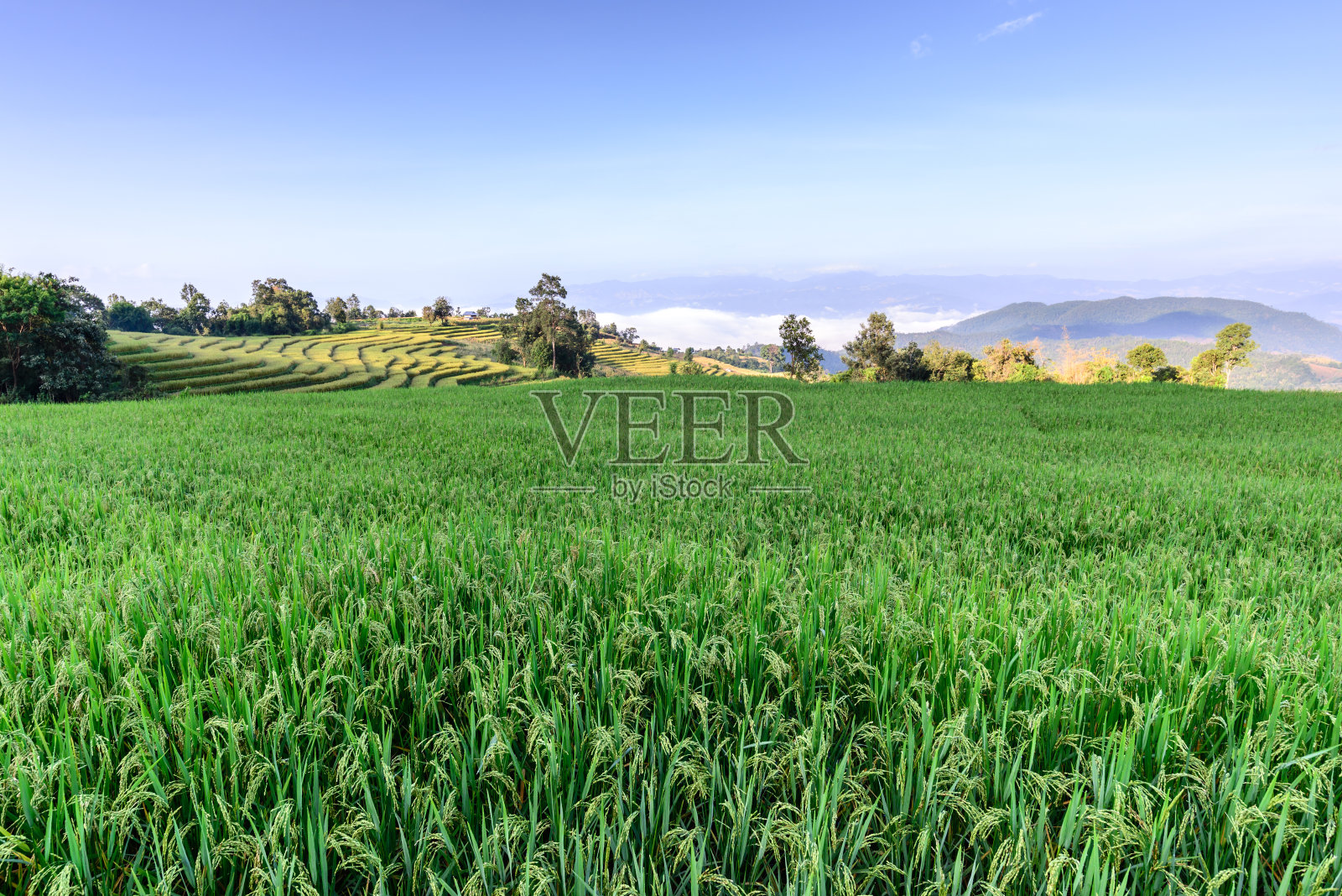 以山为背景的梯田。照片摄影图片