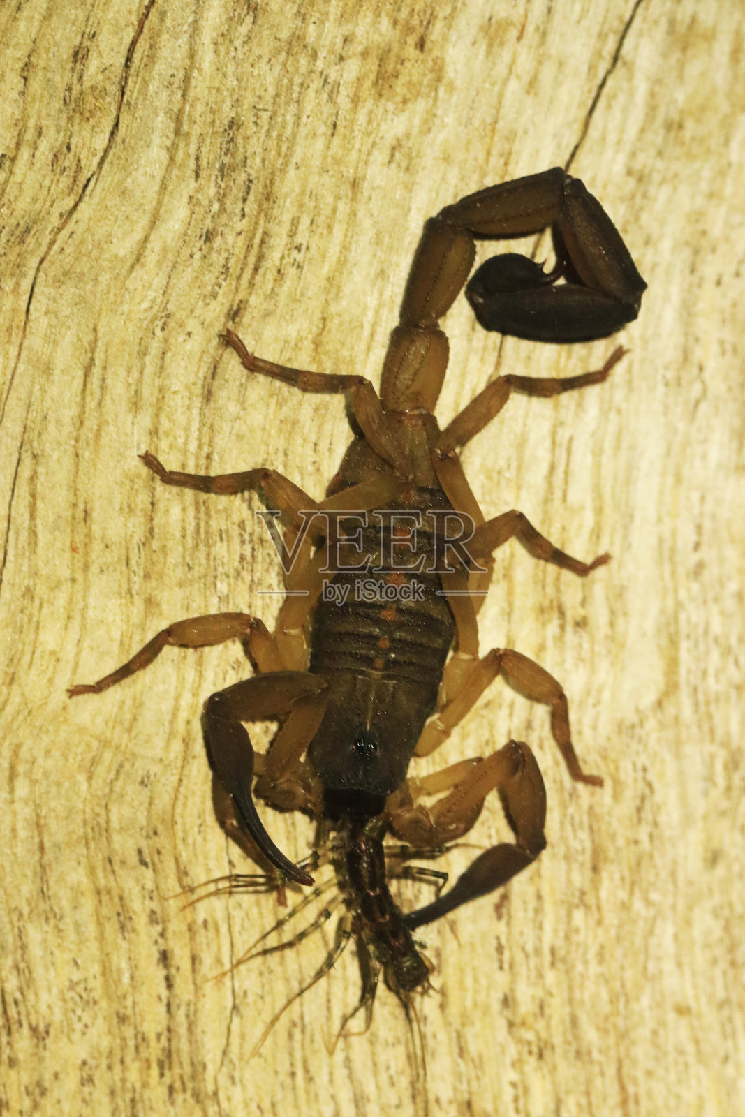 带猎物的树皮蝎子照片摄影图片