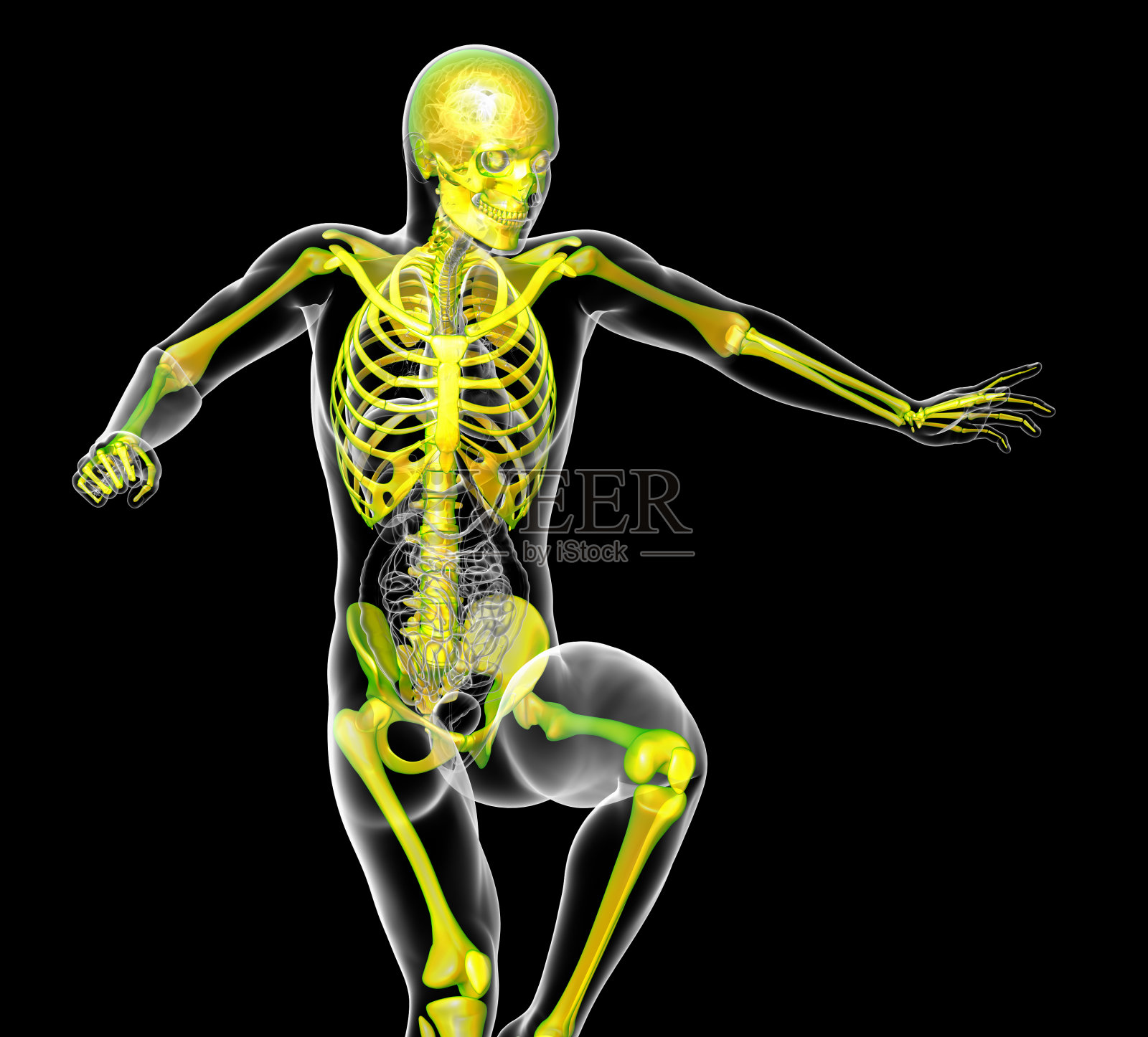 人体骨骼的3d渲染医学插图照片摄影图片