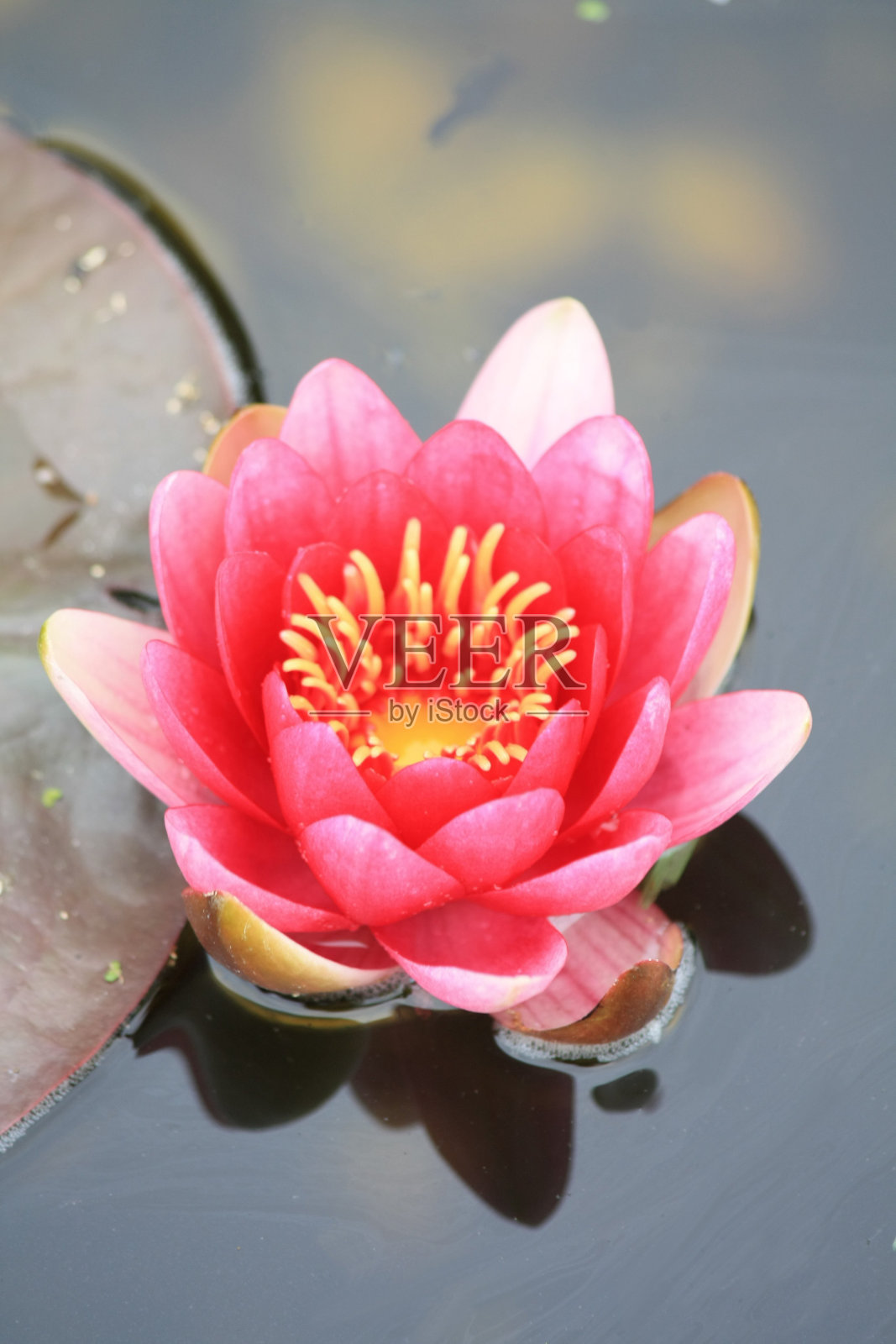 粉红色的荷花照片摄影图片