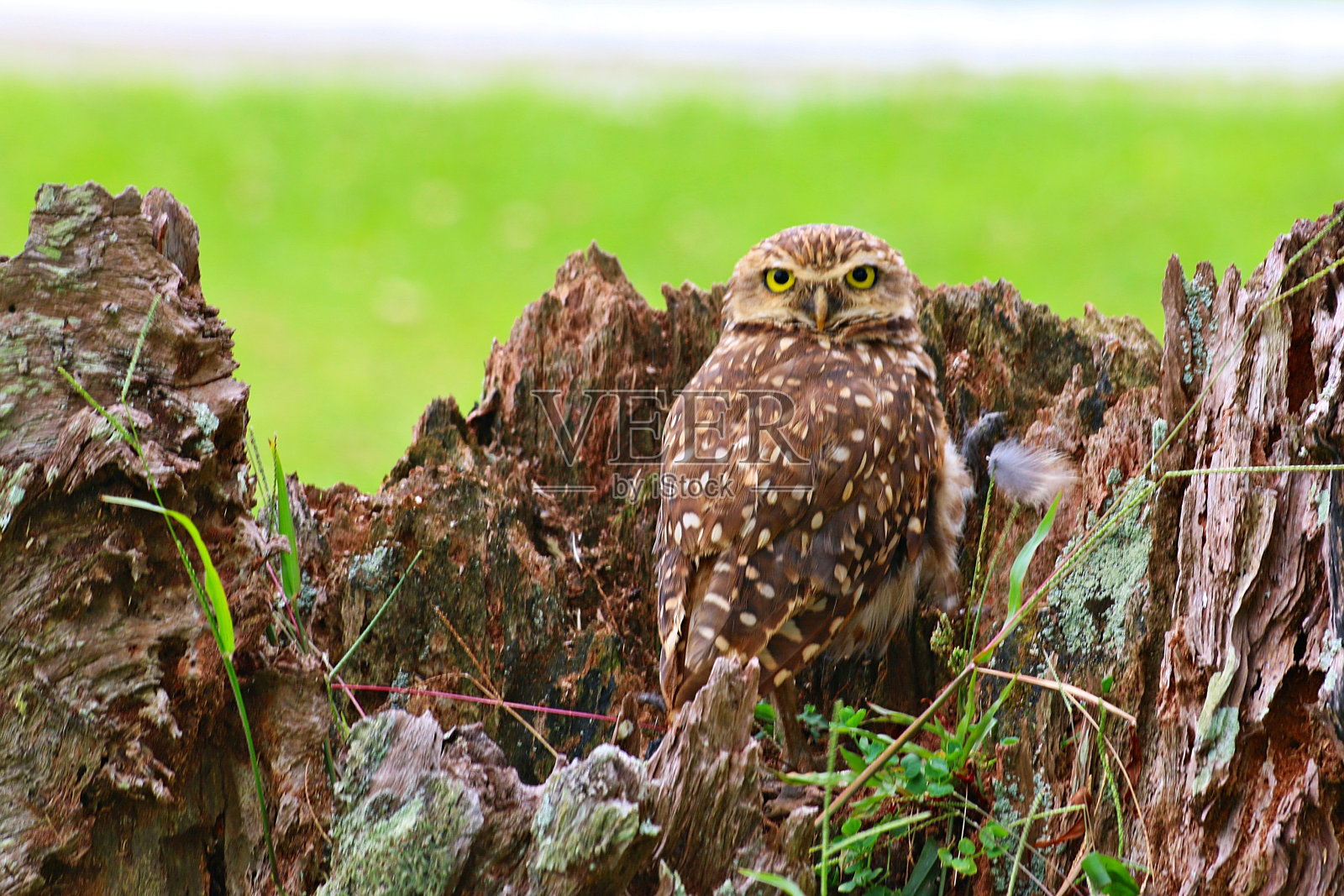 猫头鹰照片摄影图片