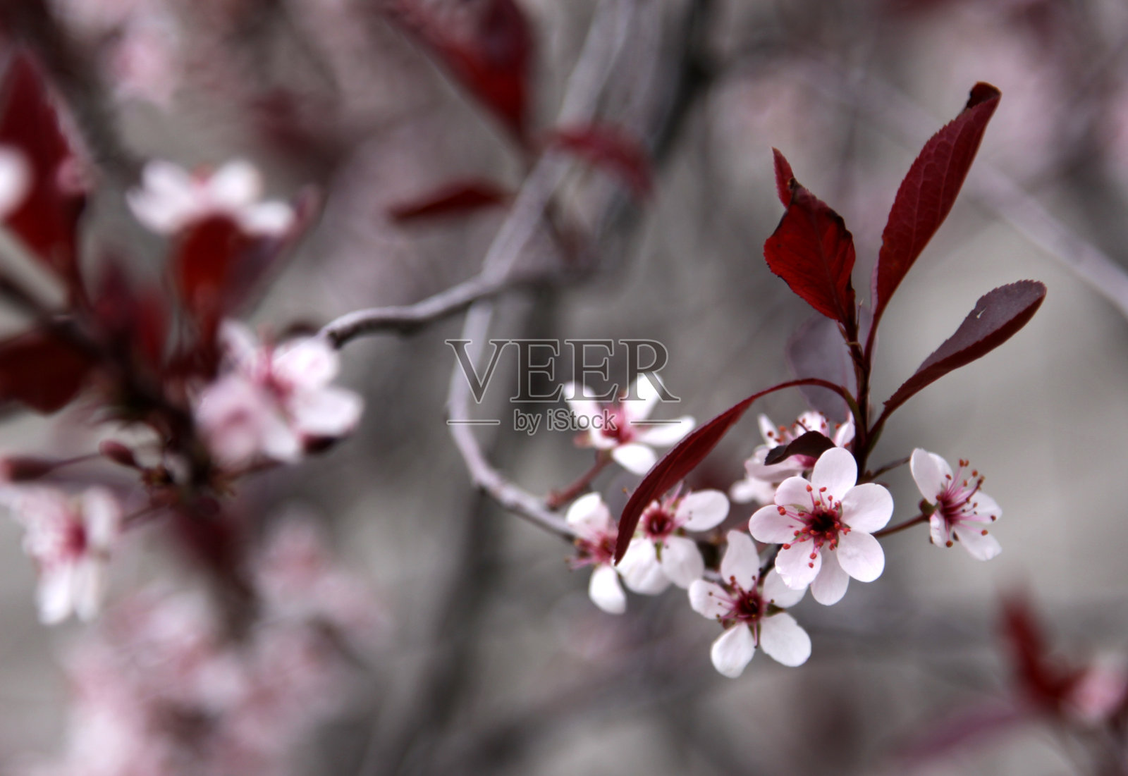 紫叶沙樱花照片摄影图片