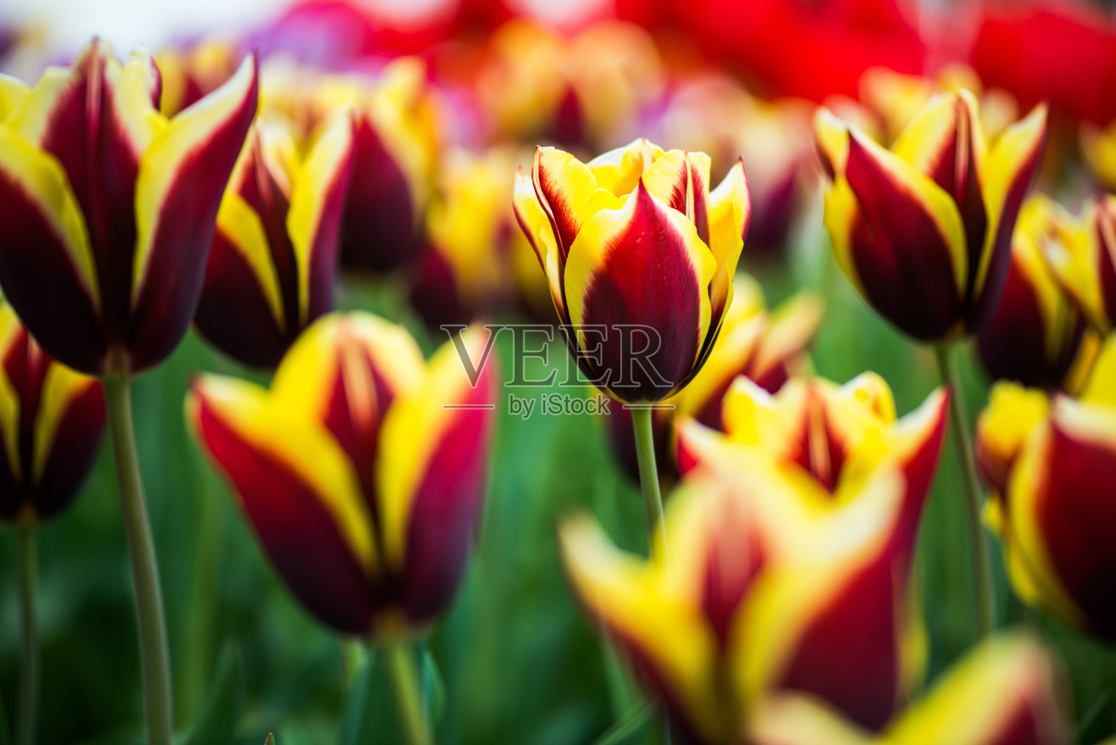 五颜六色的郁金香照片摄影图片