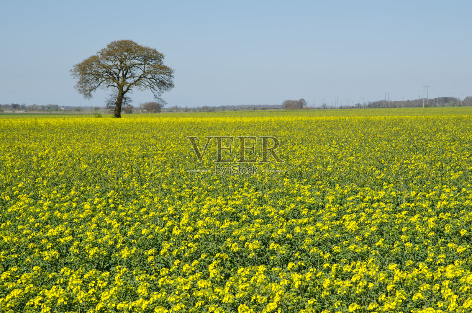 油菜籽领域照片摄影图片