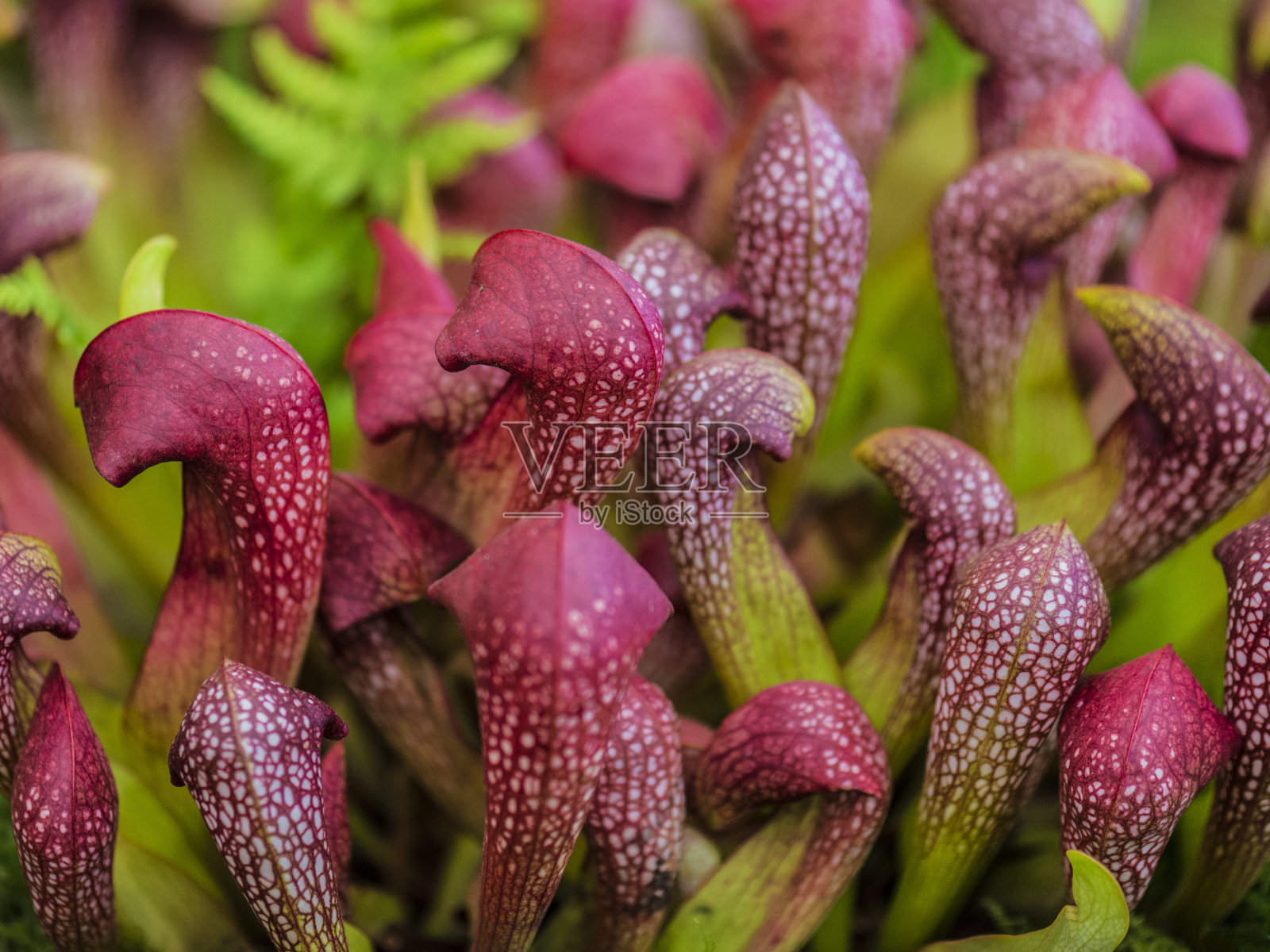 Zantedeschia植物照片摄影图片