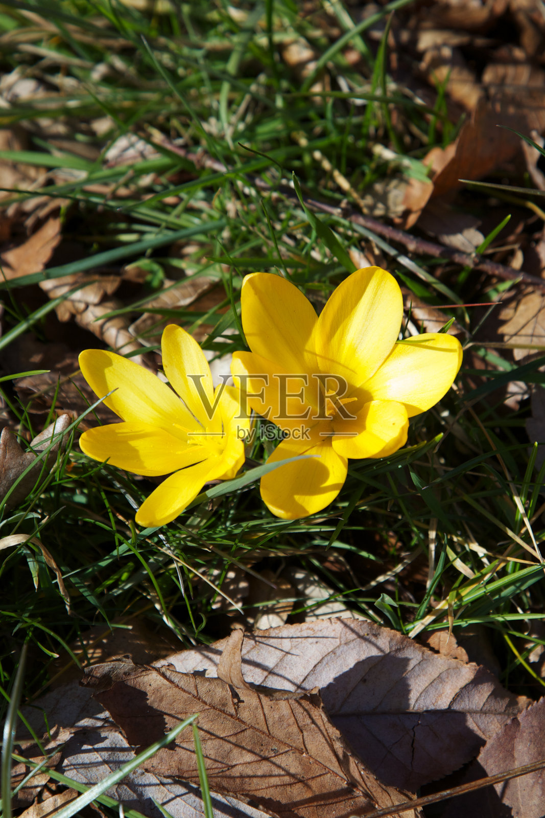 番红花的花照片摄影图片