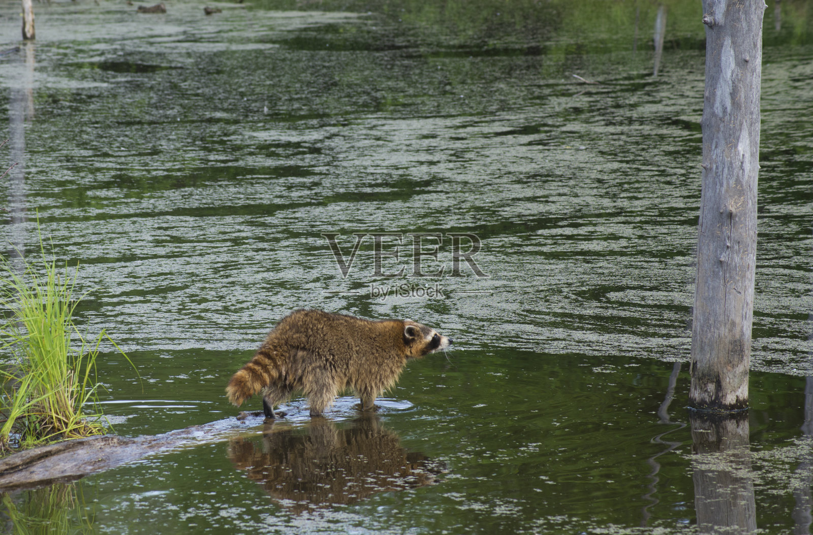 河中的浣熊趴在一根下沉的圆木上，伸手去抓树。照片摄影图片