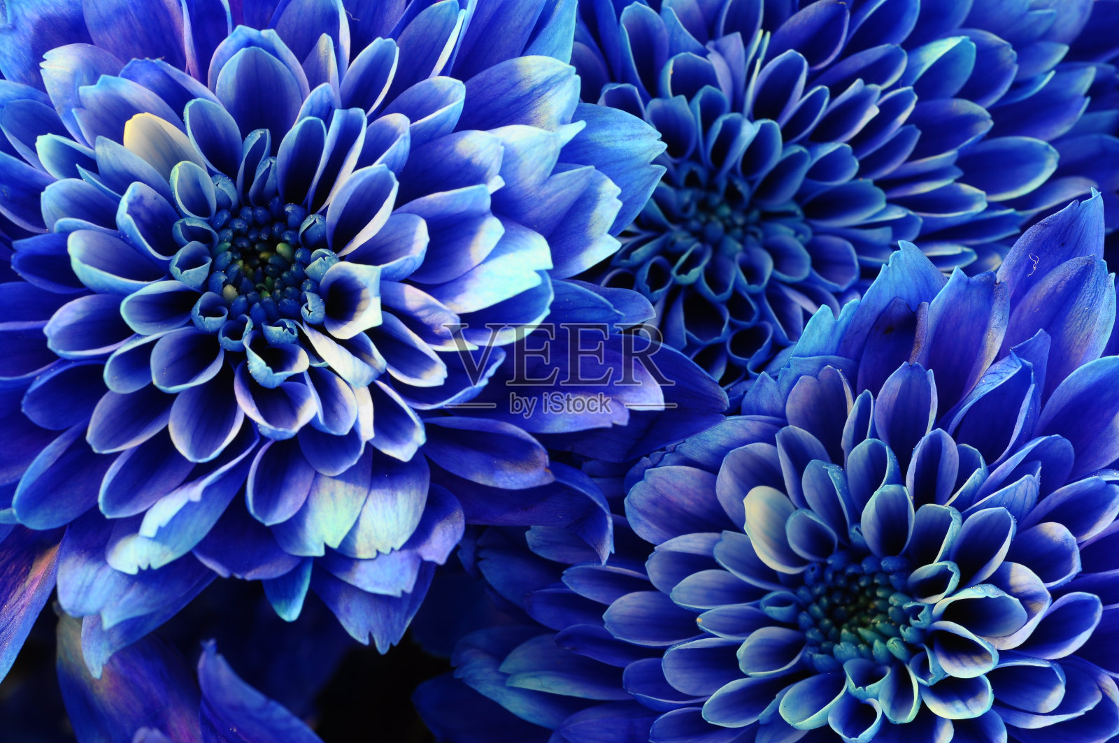 宏的蓝色花紫菀照片摄影图片