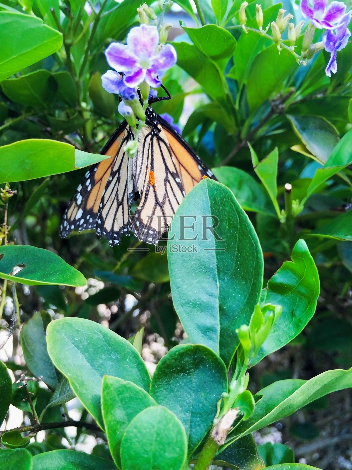 植物上的黑脉金斑蝶照片摄影图片