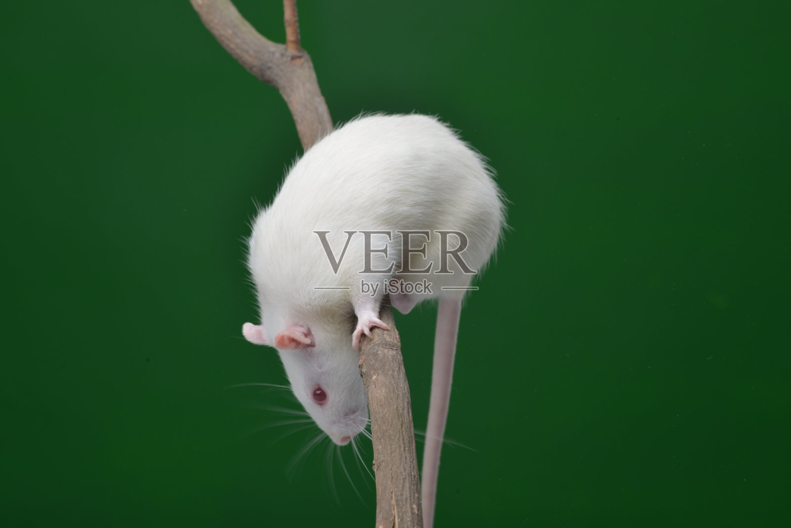 老鼠照片摄影图片