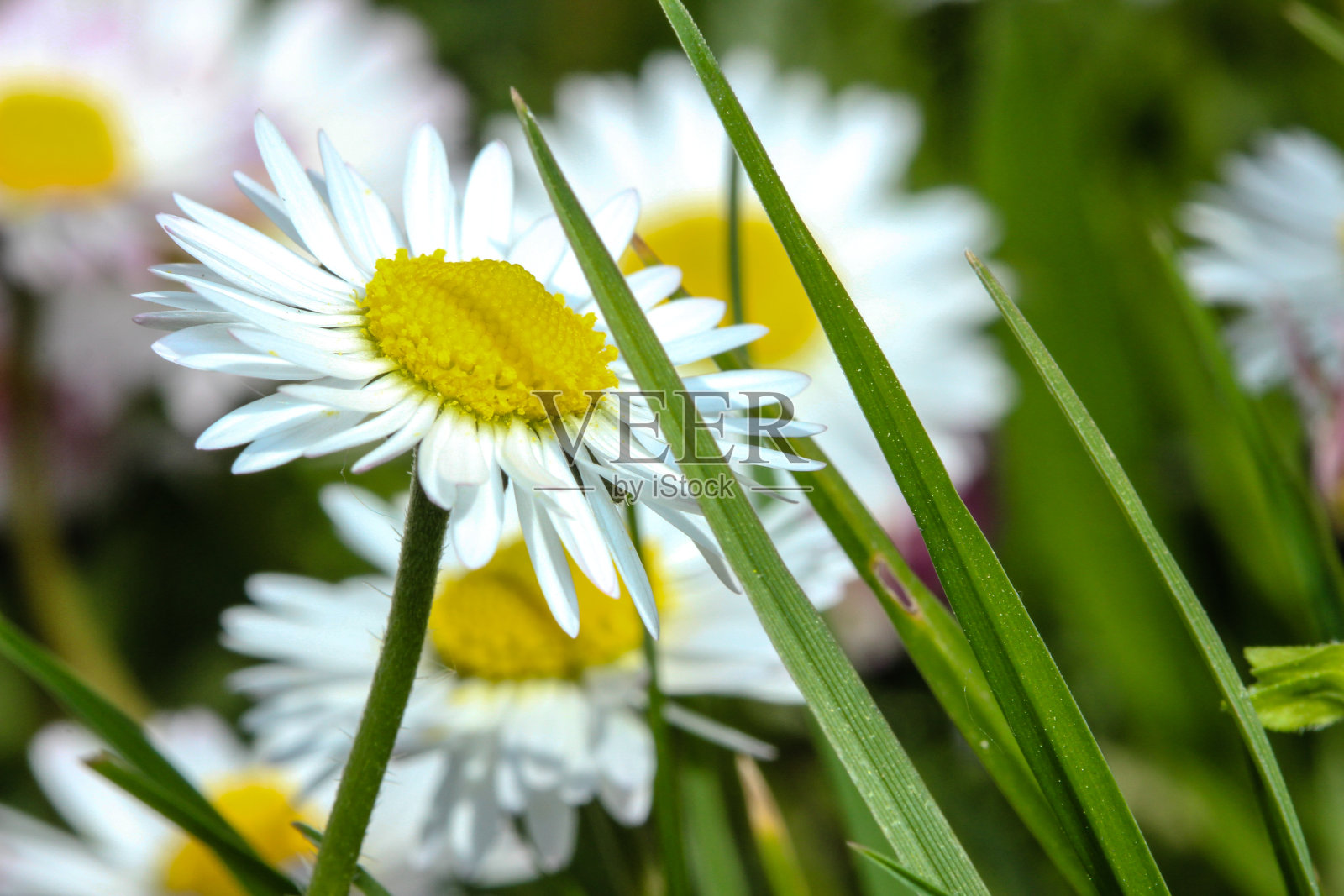 黛西照片摄影图片