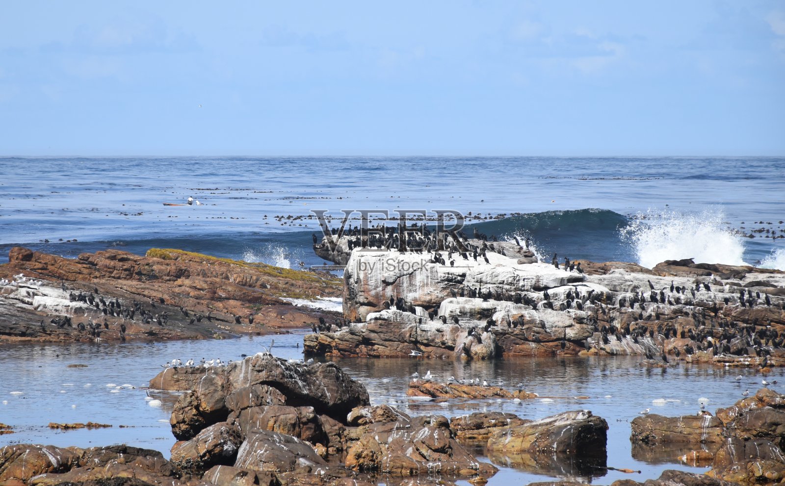 好望角，鸬鹚照片摄影图片