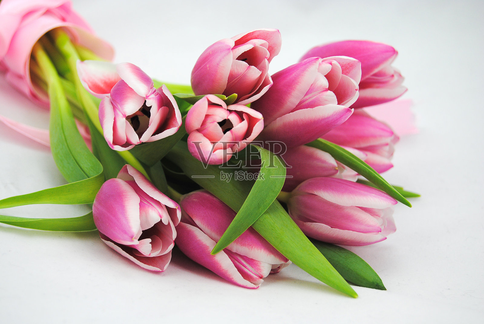 一束白色背景上带丝带的粉红色郁金香照片摄影图片