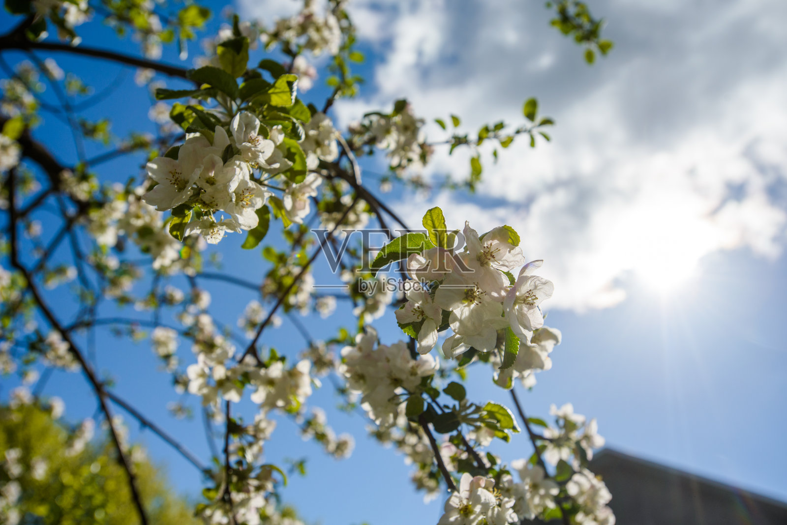 一棵树上的花，一个苹果照片摄影图片