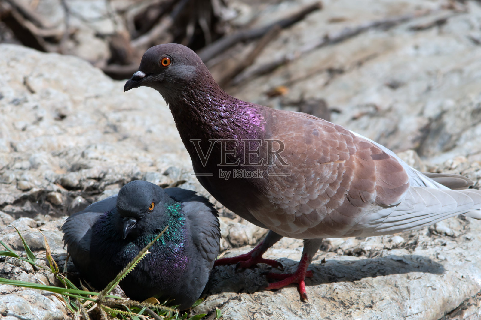湖边的鸽子照片摄影图片
