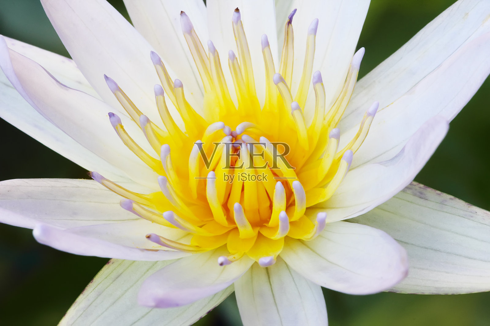 荷花软焦点花粉(近距离)照片摄影图片