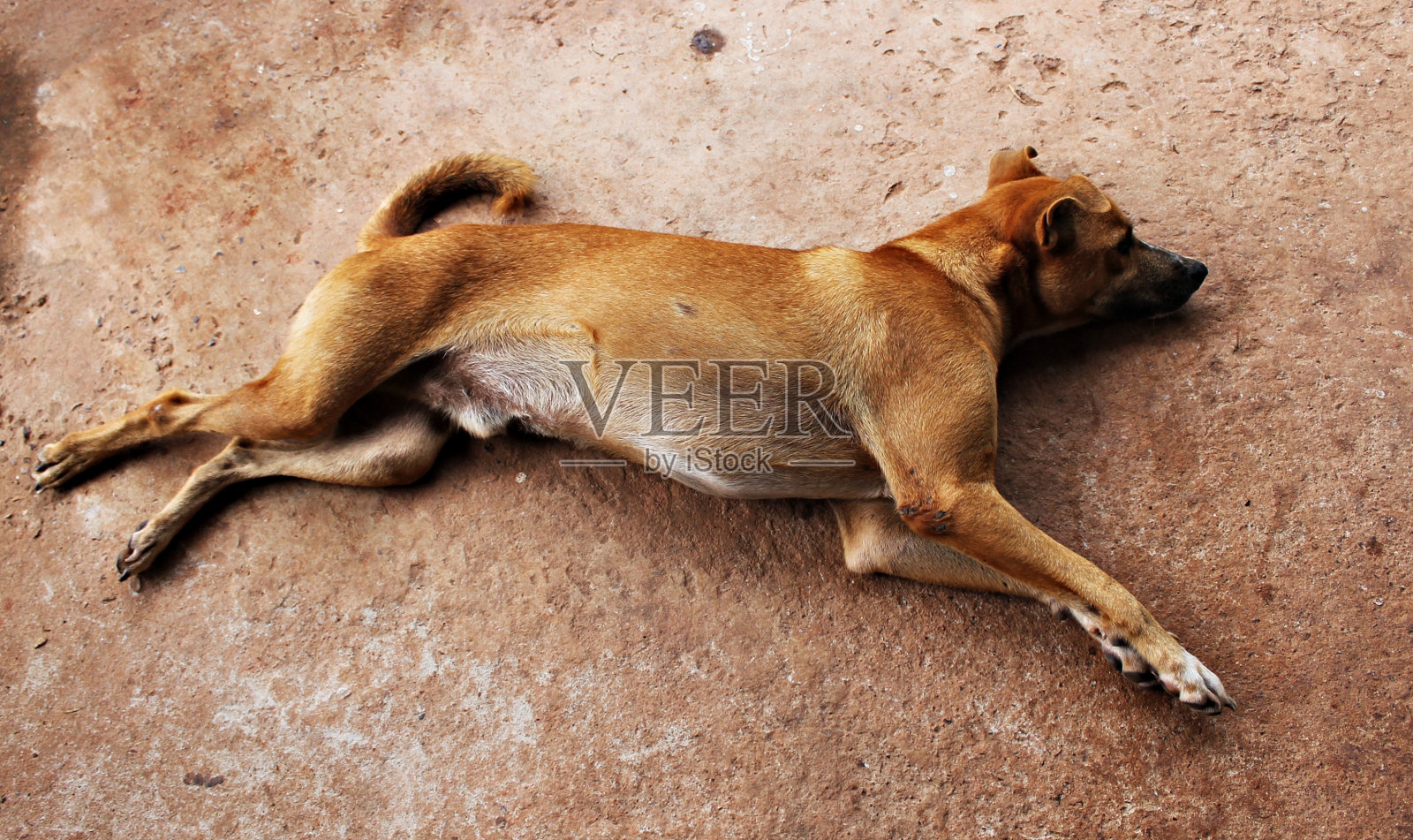 狗照片摄影图片