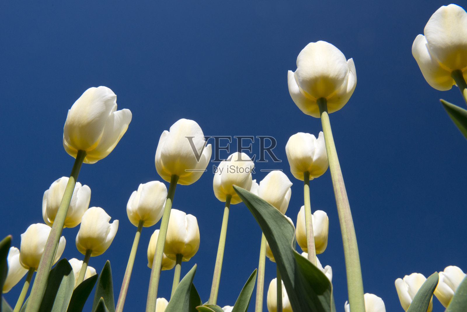 郁金香文化照片摄影图片