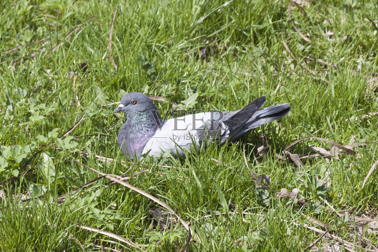 在哪里照片摄影图片