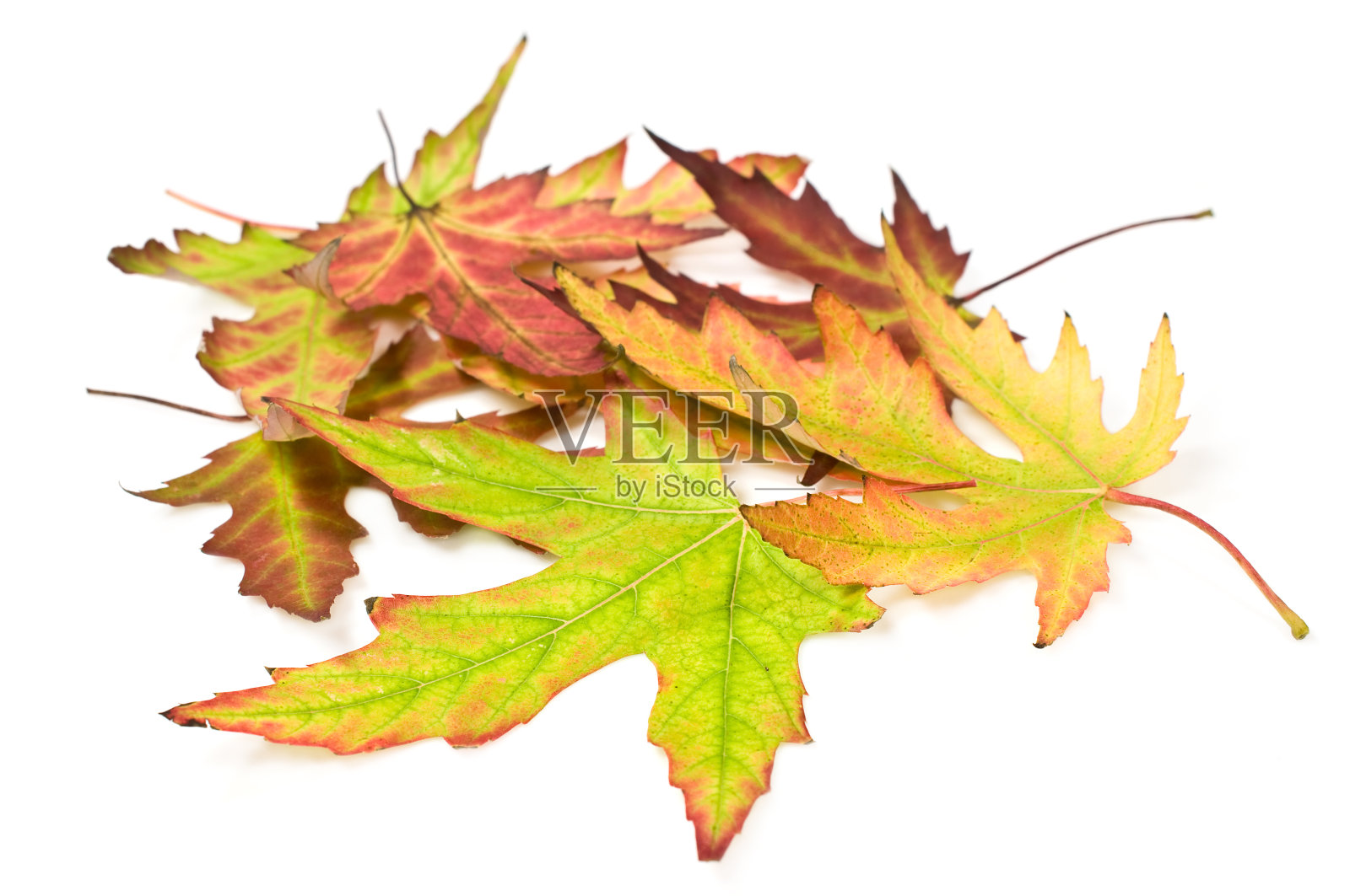 一堆秋叶照片摄影图片