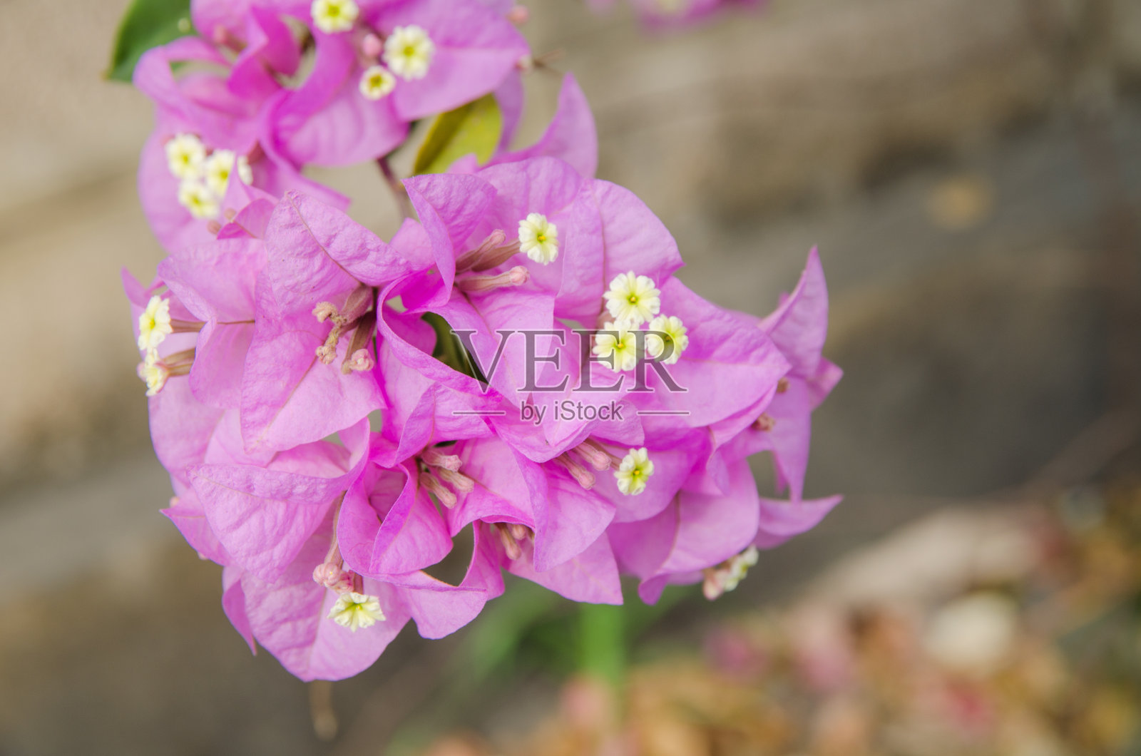 九重葛在冬天开花照片摄影图片