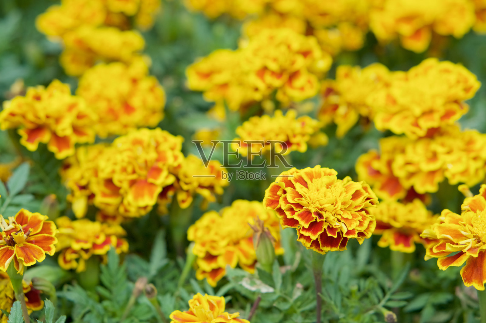 接近万寿菊或金盏花与绿色的叶子照片摄影图片