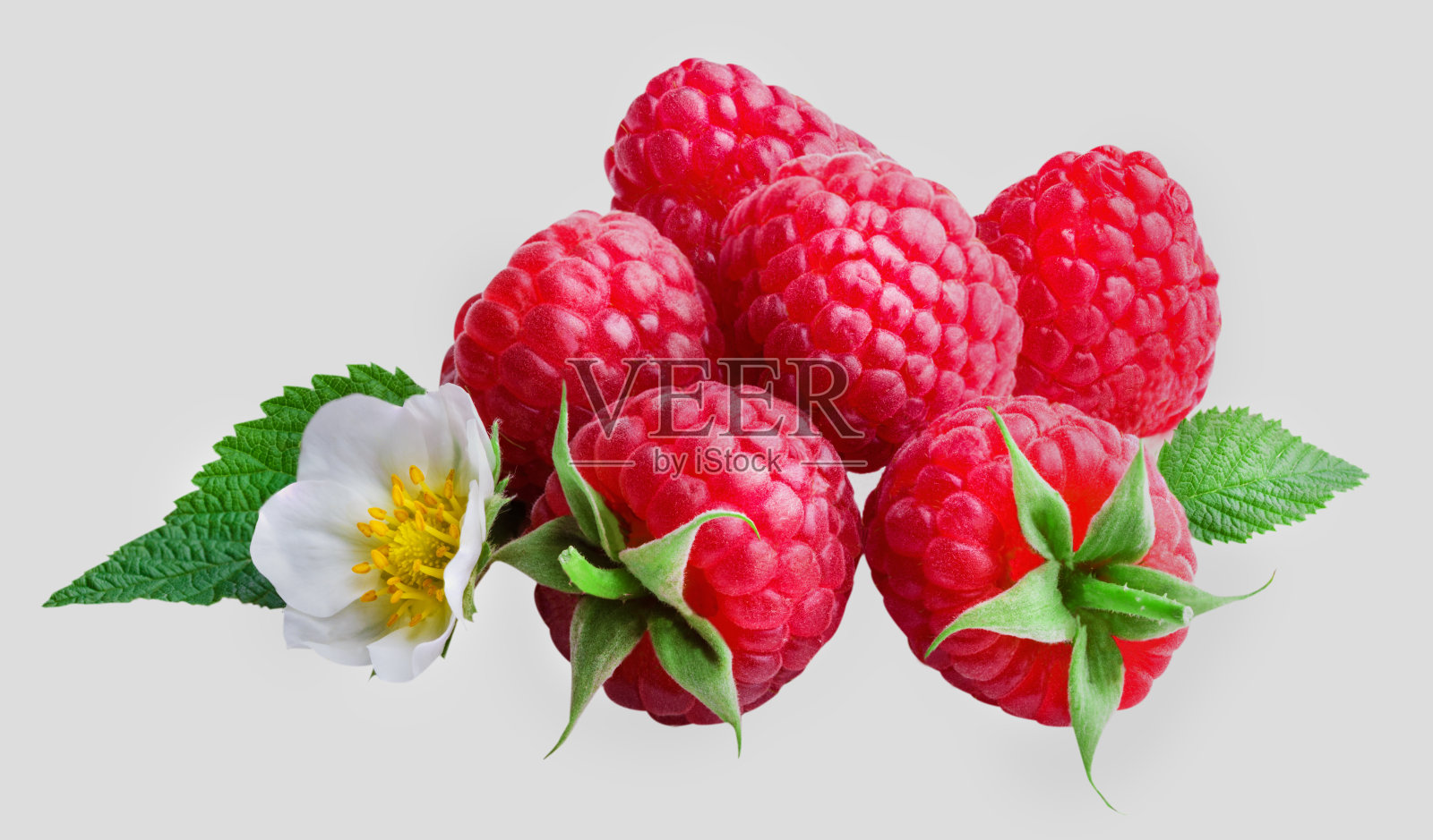 树莓孤立在白色背景。照片摄影图片