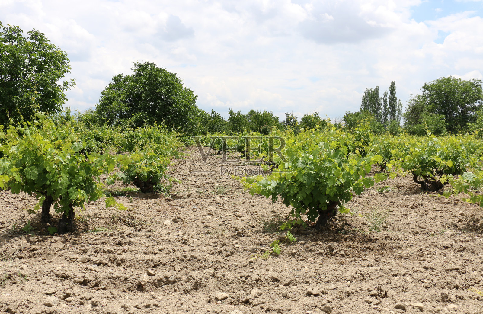 葡萄照片摄影图片