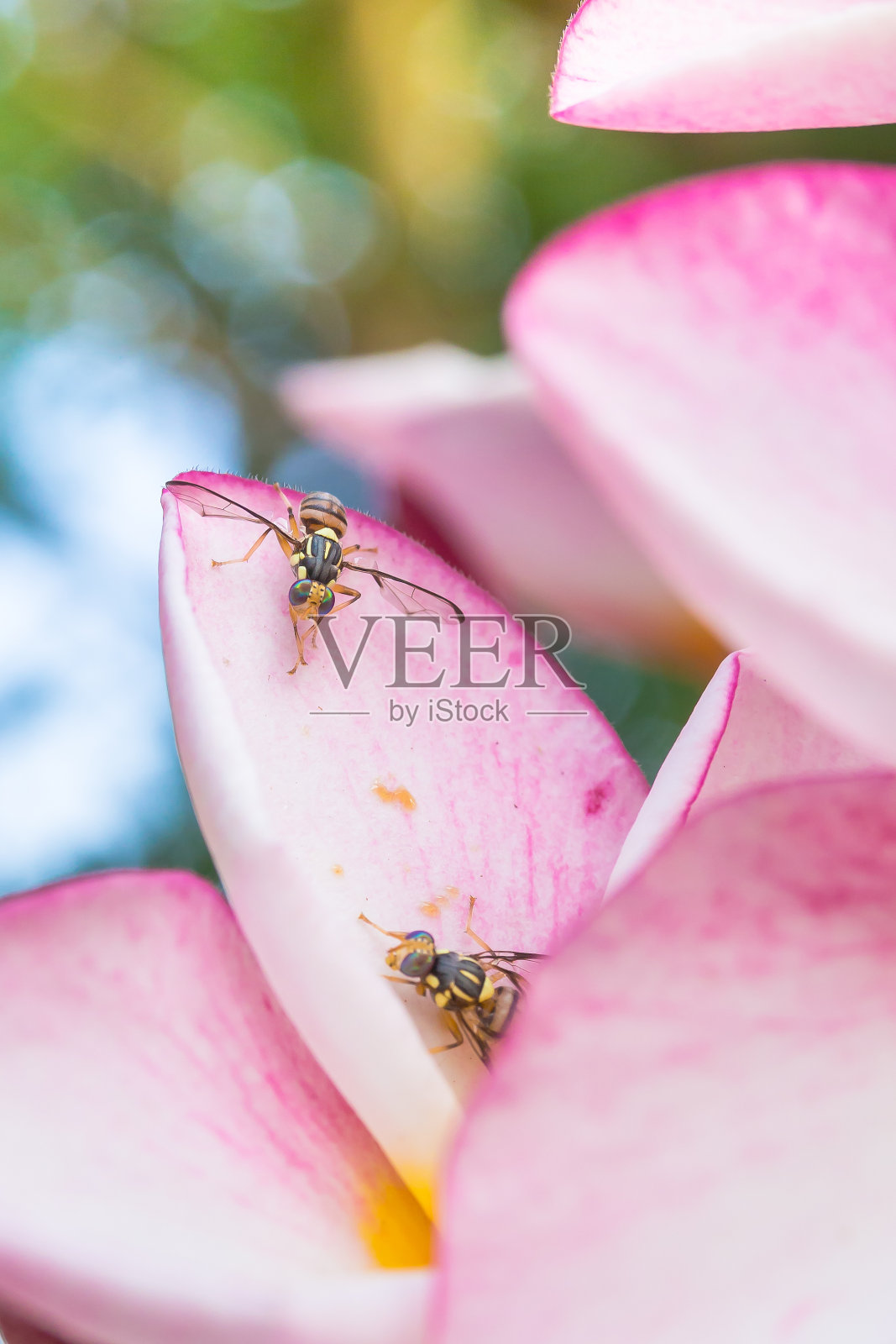 近距离的昆虫照片摄影图片