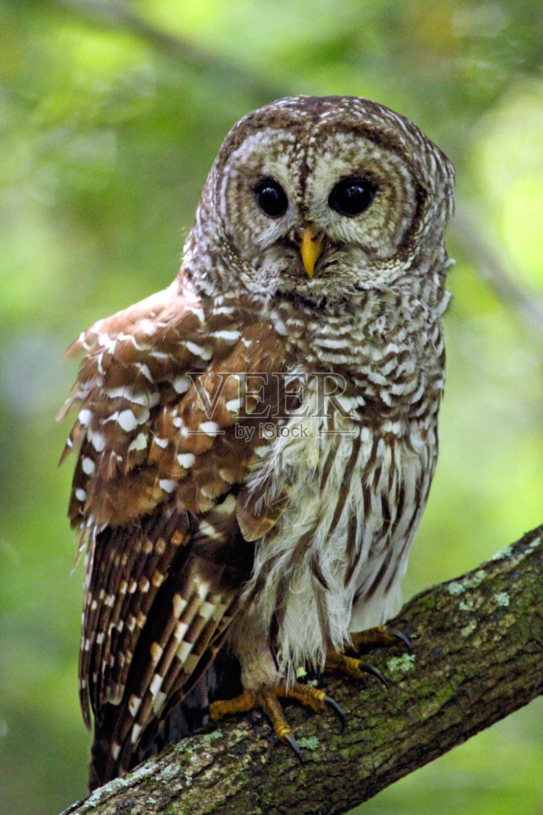 斑点猫头鹰栖息在佛罗里达大沼泽地的一根树枝上。照片摄影图片