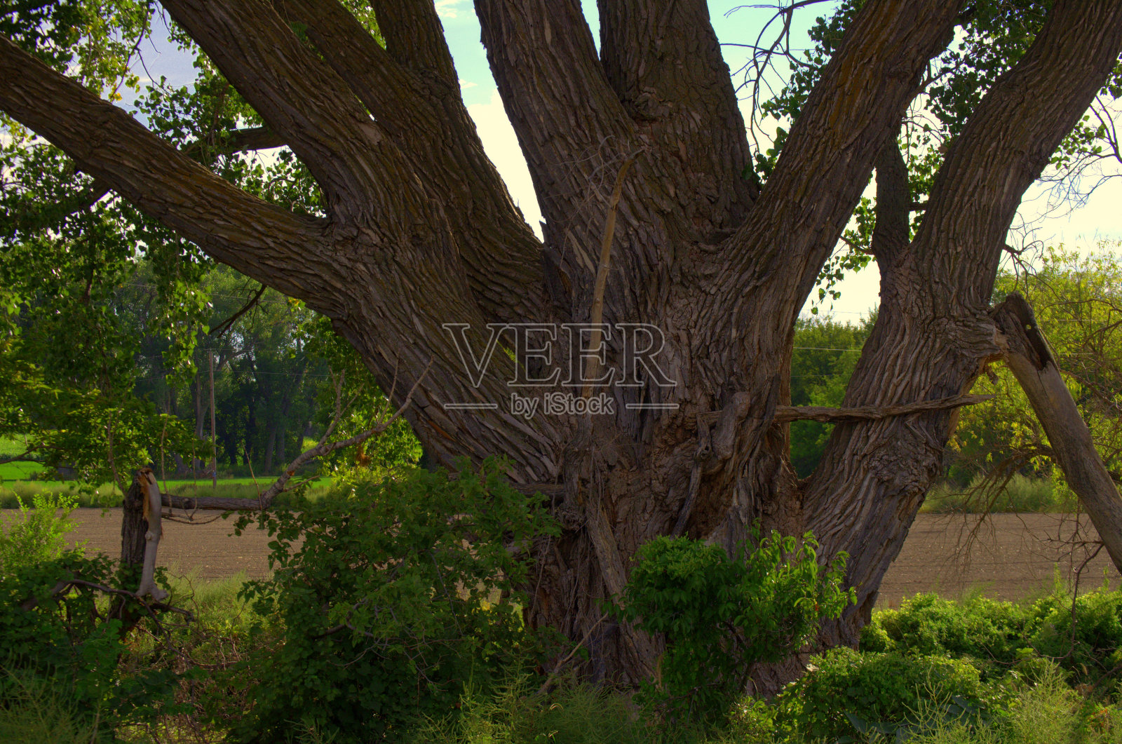 大树干照片摄影图片