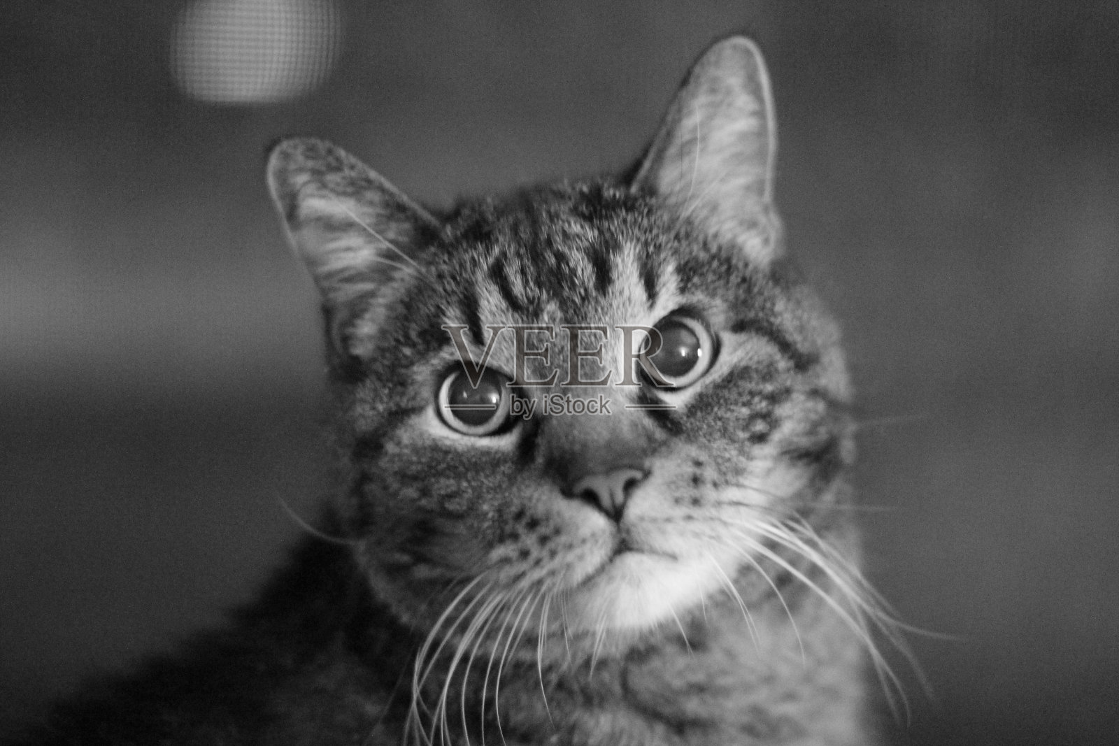 虎斑猫的肖像照片摄影图片