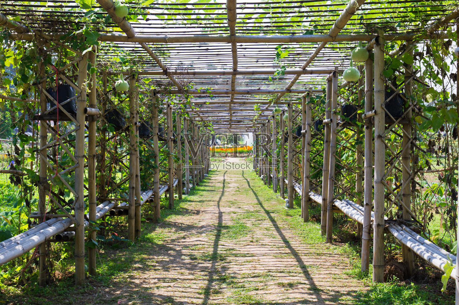 竹隧道照片摄影图片