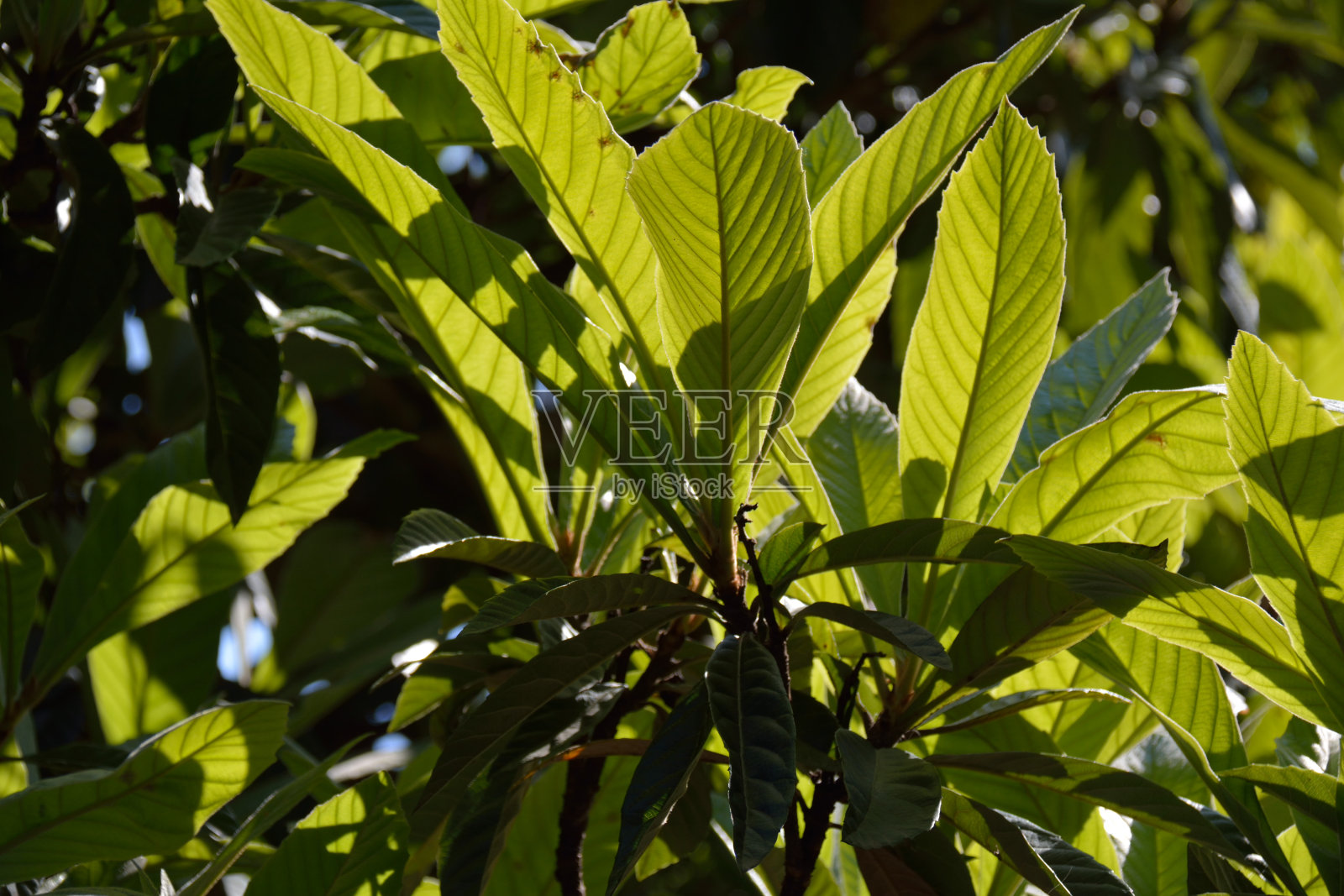 枸杞叶照片摄影图片