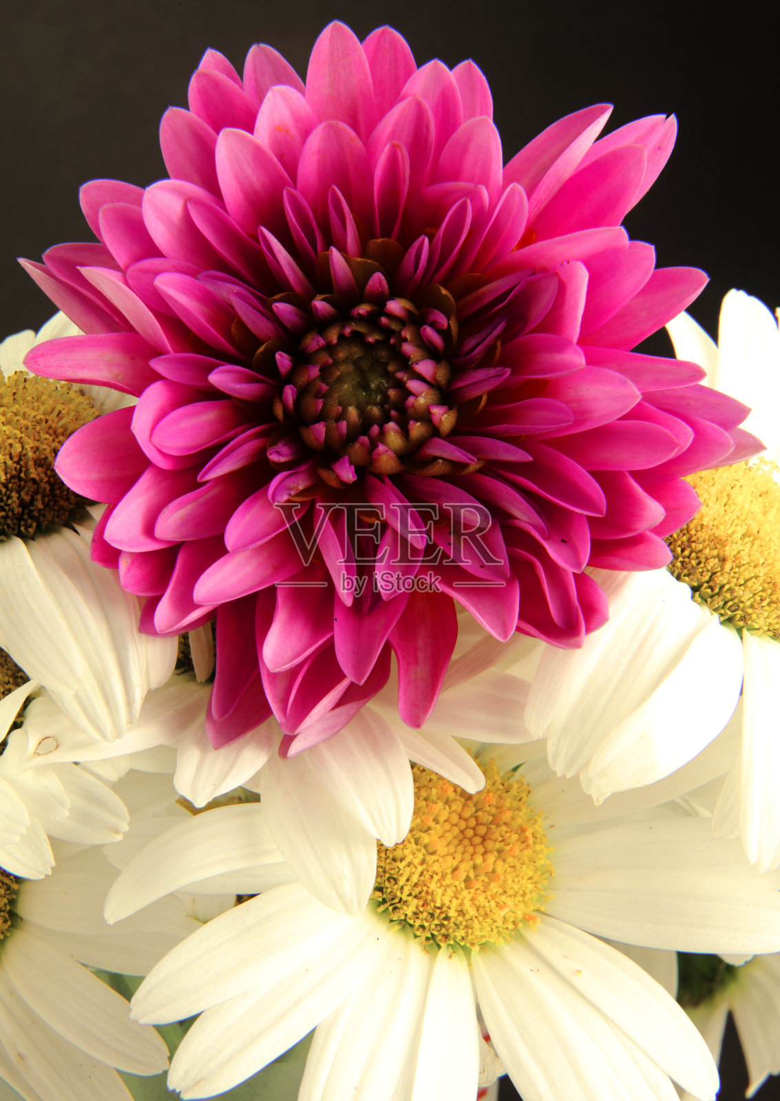 黛西和大丽照片摄影图片