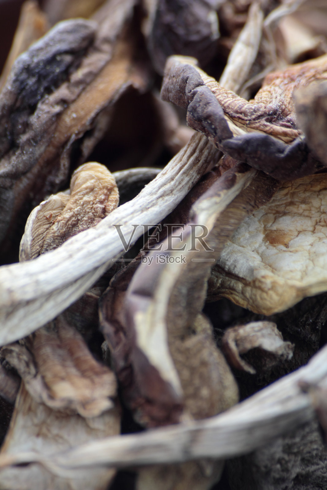 干野蘑菇。照片摄影图片