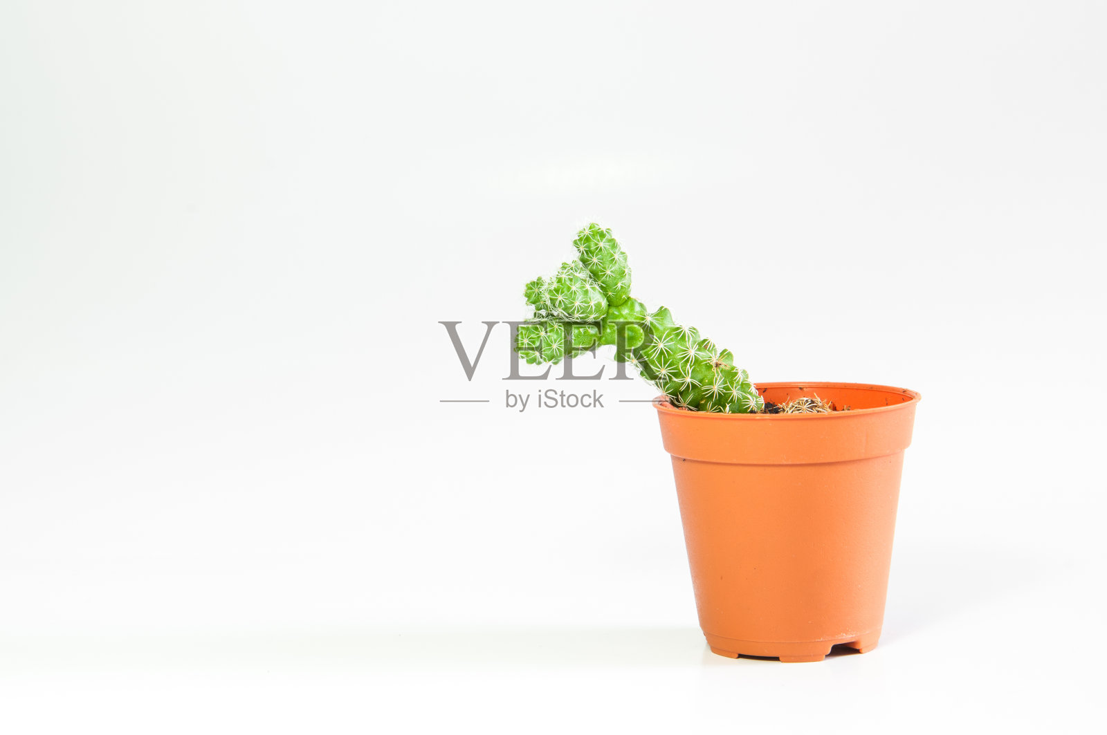 白色背景的花盆里的仙人掌照片摄影图片