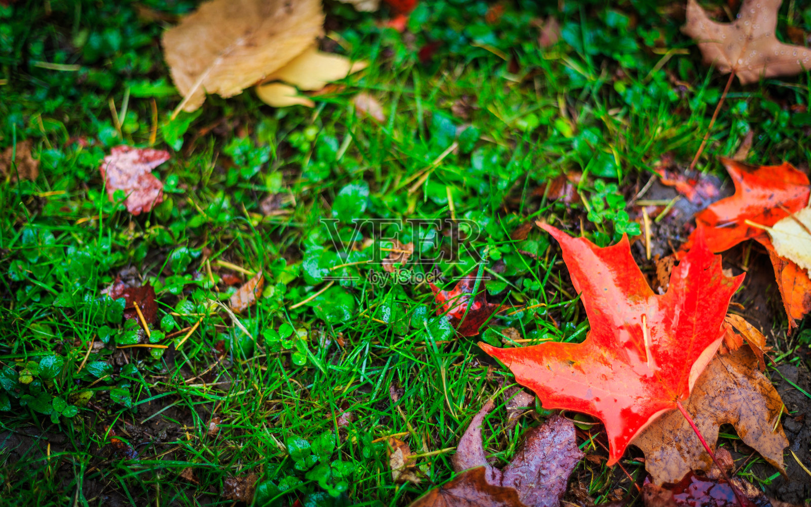 大红色照片摄影图片