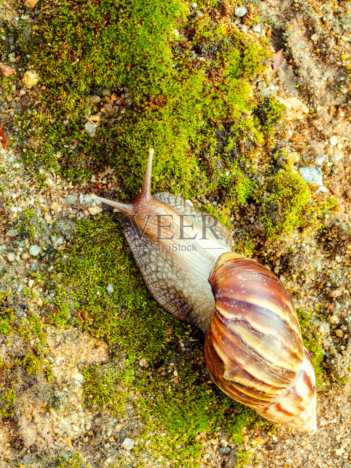 花园蜗牛是陆地蜗牛的一种。照片摄影图片