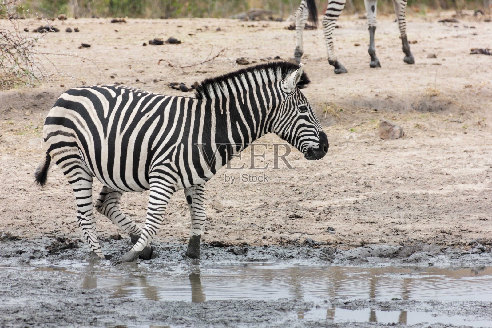 斑马照片摄影图片