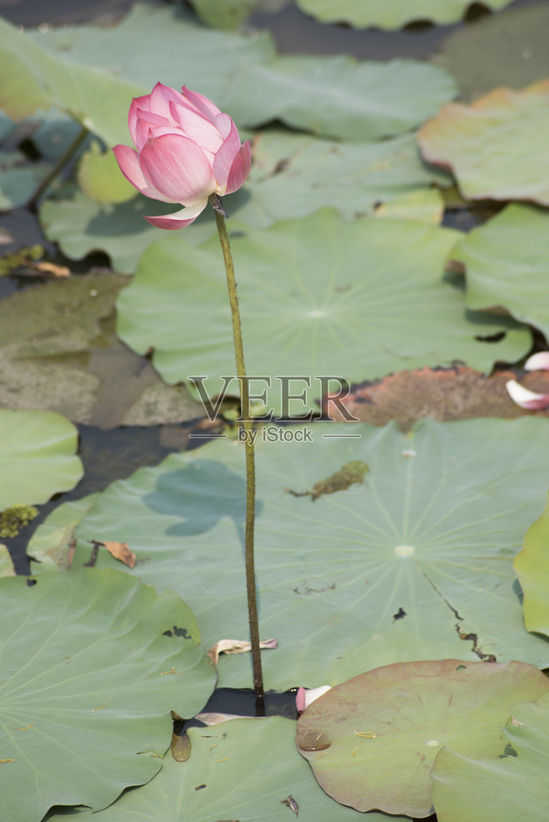 粉红色的荷花生长在湖中照片摄影图片