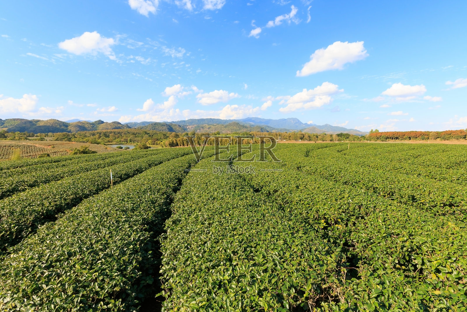 绿色自然和蓝天背景照片摄影图片